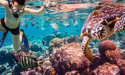 Snorkeling on Guana Cay - Pirate's Place - Four Bedroom Vacation Rental near Baker's Bay on Great Guana Cay, Abaco